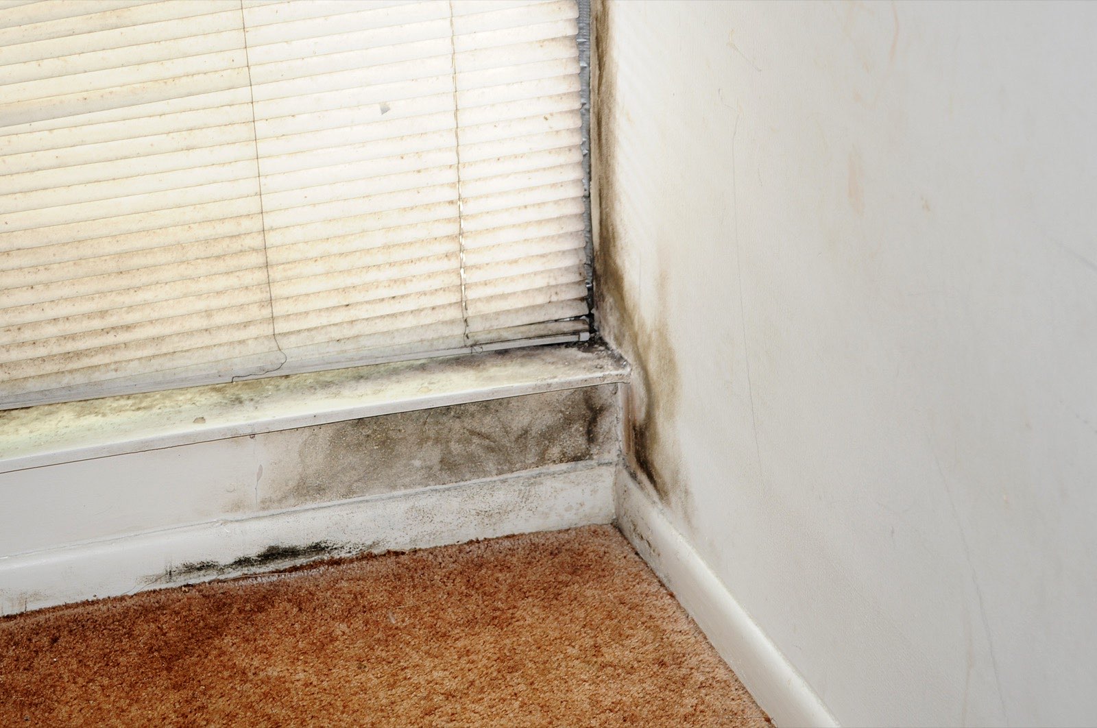 FEMA mold remediation awareness photo showing signage about mold spores growing within 24 to 48 hours after flood waters recede