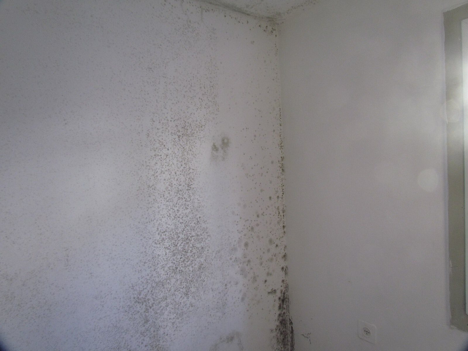 Dark mold growth spreading across an interior wall after water damage — a visible sign of mold